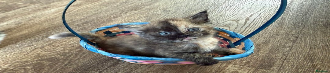 American Shorthair Kitten 4