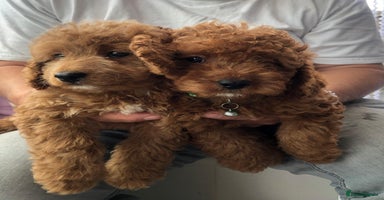 Cavapoo dogs - Advert 4