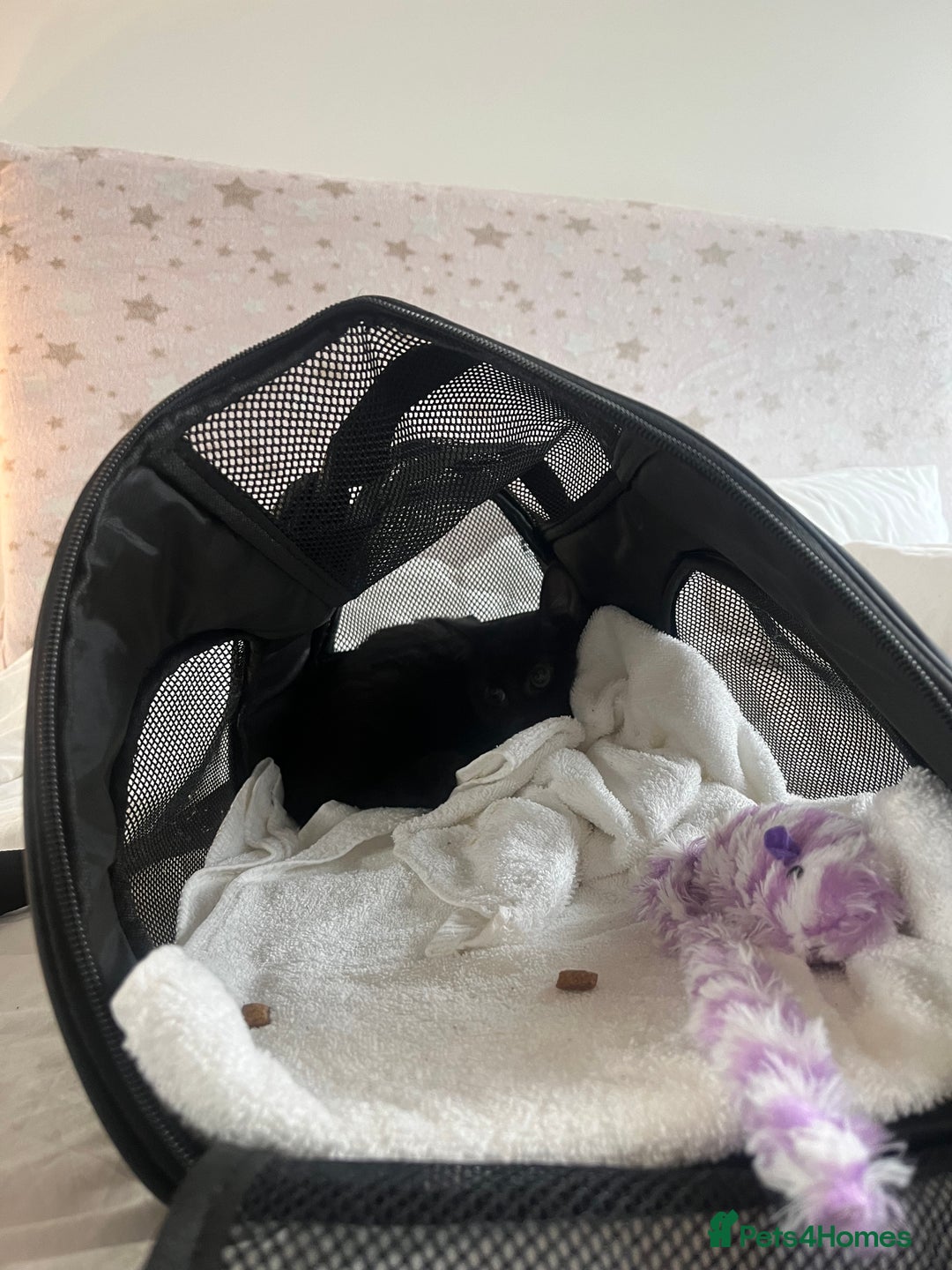 Domestic Shorthair cats for sale: Black kitten  - Advert 1