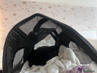 Domestic Shorthair cats Black kitten - Advert 11