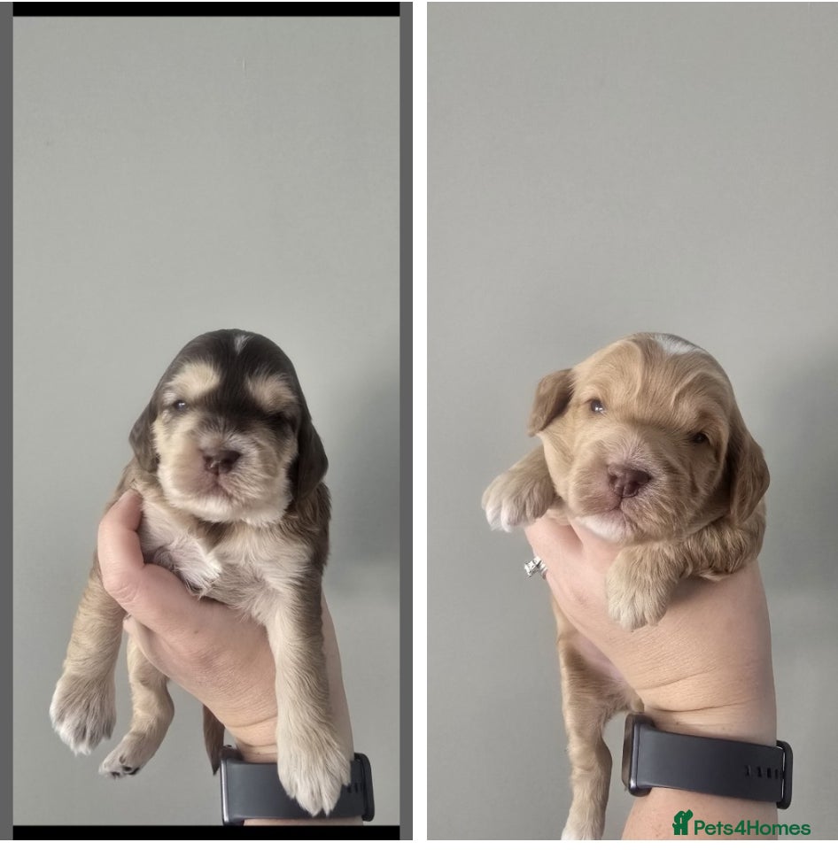 Cockapoo dogs SHOW F1 cockapoos licensed breeder. - Advert 1