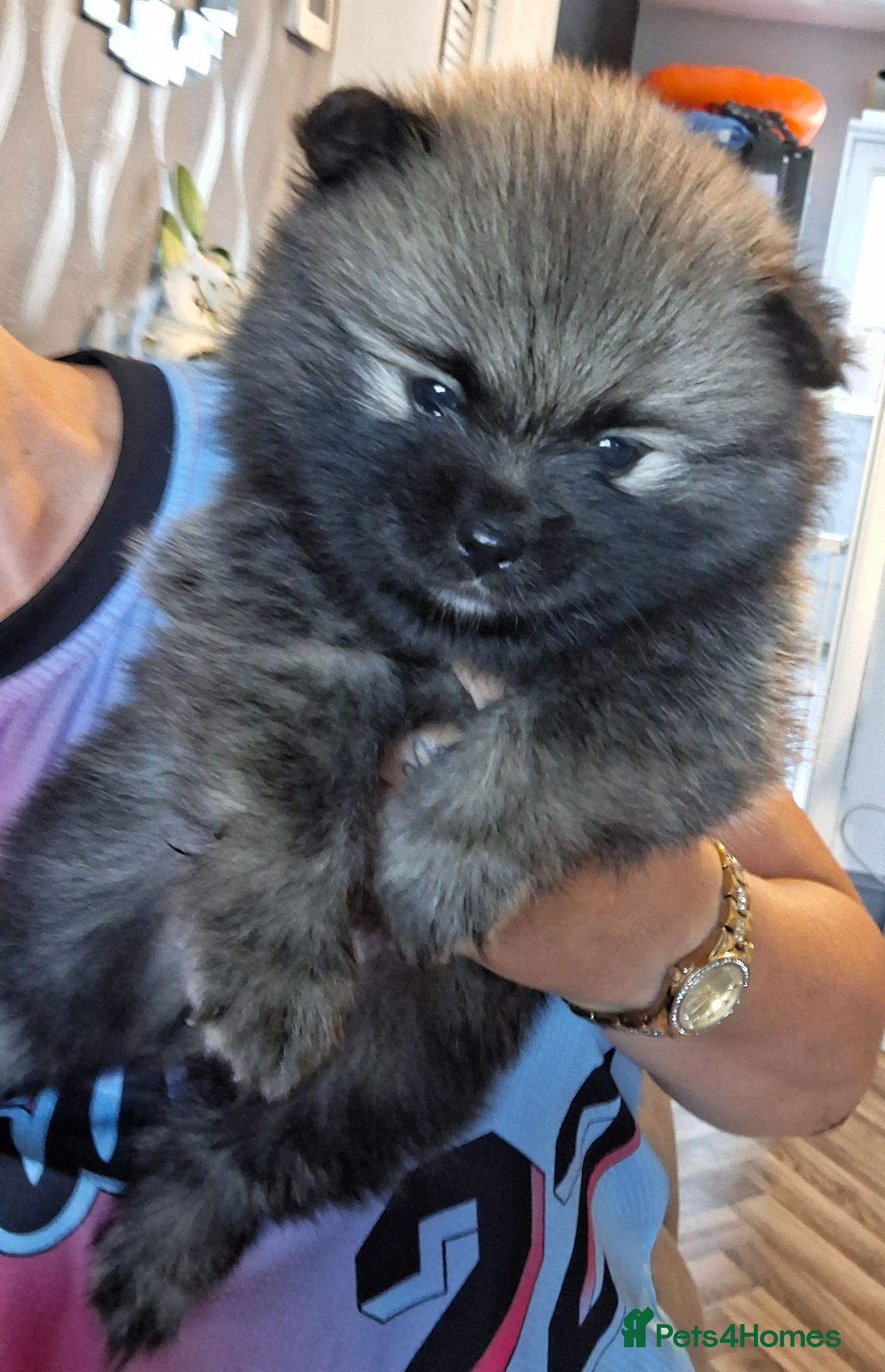 Pomeranian dogs Beautiful pomeranian pups 4wks old🥰 - Advert 7
