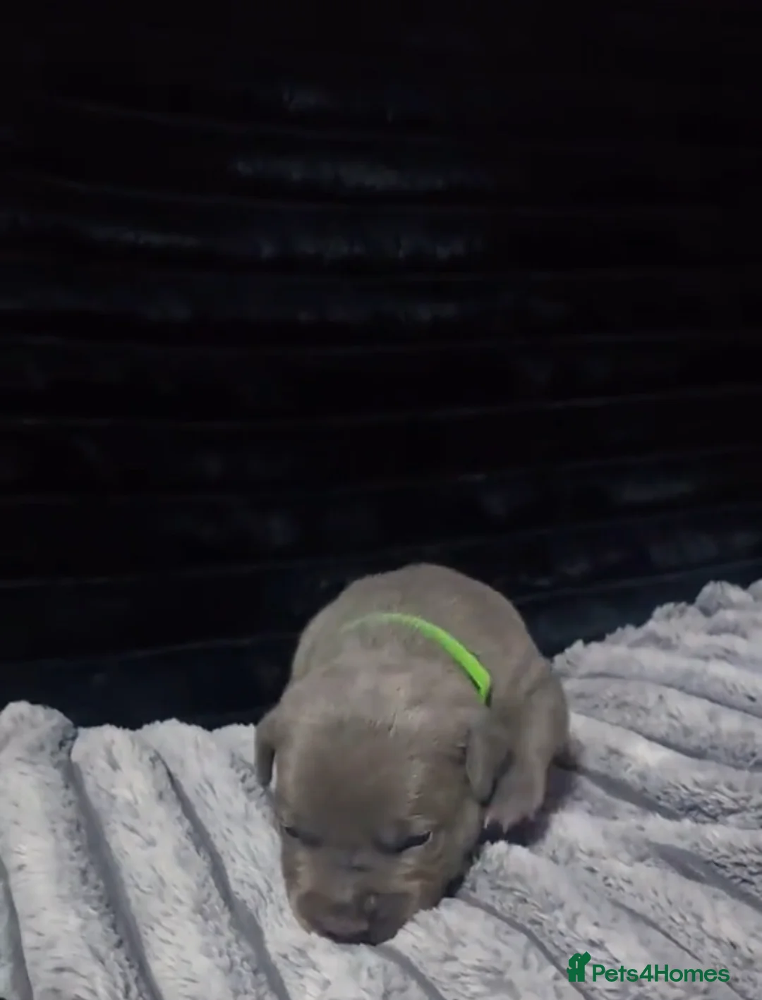 Staffordshire Bull Terrier dogs for sale: %Solid Pure Staffy Puppies Available  in Birmingham - Advert 4