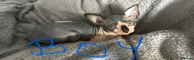 Sphynx 2