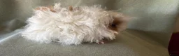 Guinea Pig rodents for sale: Baby Longhaired Sheltie Boars/Brothers RTR - Advert 2