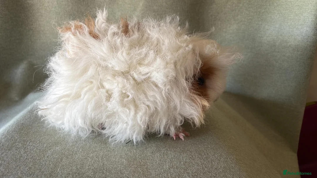 Guinea Pig rodents for sale: Baby Longhaired Sheltie Boars/Brothers RTR - Advert 2