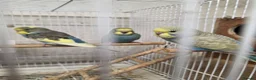 Budgerigars birds for sale: Gorgeous Baby Budgies  - Advert 8