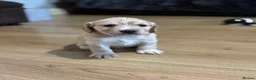 Cocker Spaniel dogs for sale: 3 beautiful cocker spaniel girls 💛🩷🧡 in Moreton-in-Marsh - Advert 16