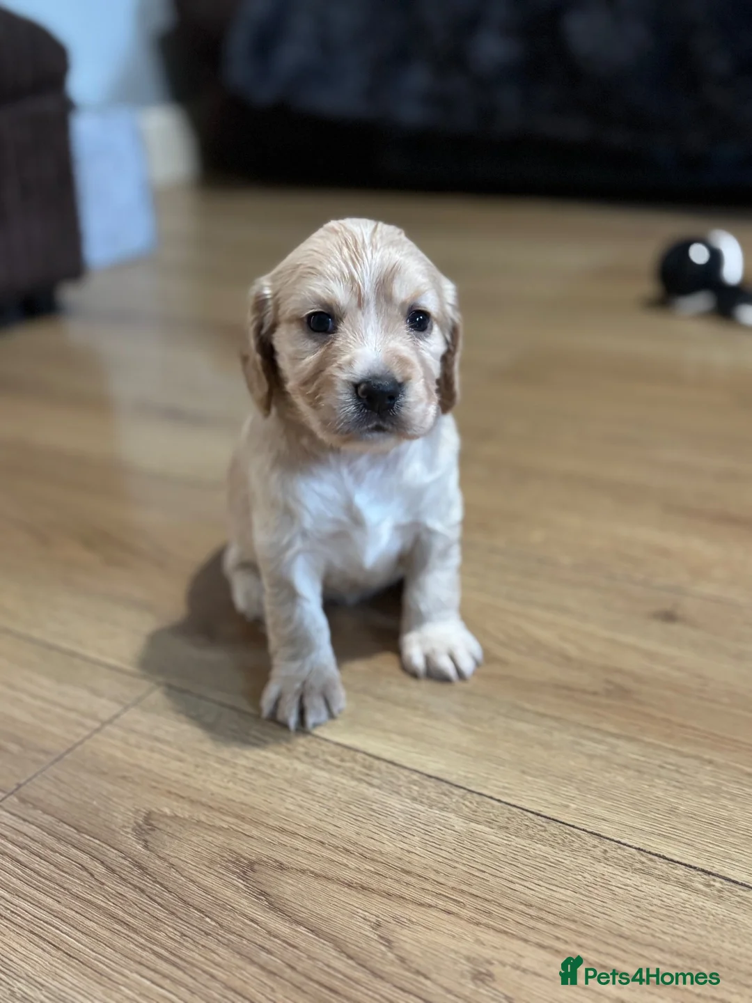 Cocker Spaniel dogs for sale: 3 beautiful cocker spaniel girls 💛🩷🧡 in Moreton-in-Marsh - Advert 16