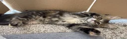 Maine Coon cats for sale: Maine coon cross kittens - Advert 11