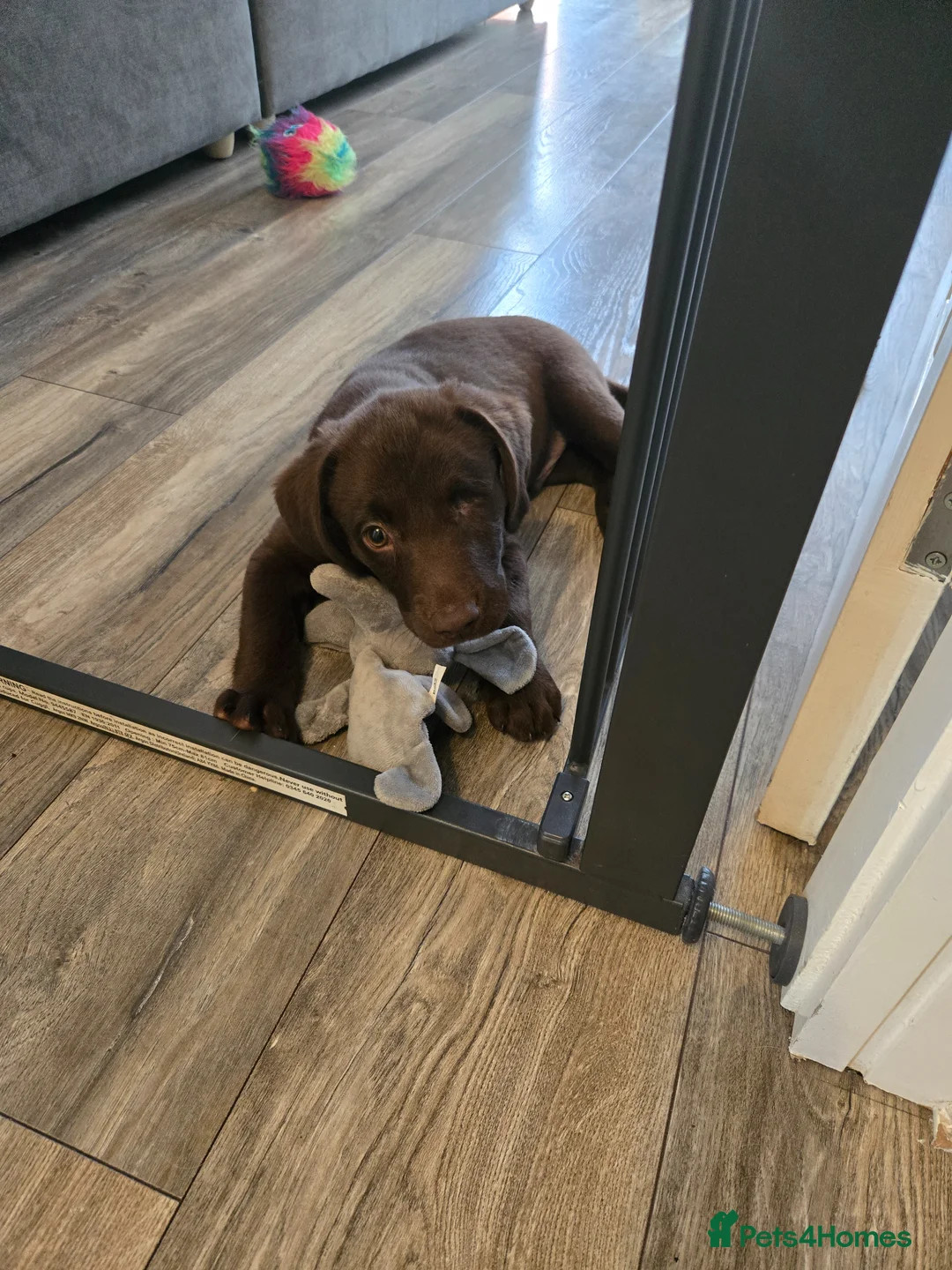 Mixed Breed dogs for sale: Meet Yogi  - Advert 11