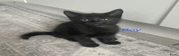 Mixed Breed cats for sale: 🐾 6 LOVELY, FRIENDLY KITTENS – 5 BOYS & 1 GIRL 🐾 - Advert 6