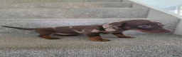 Miniature Dachshund dogs for sale: Chocolate Dapple girl - Advert 5