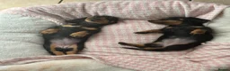 Miniature Dachshund dogs for sale: Miniature dachshund  - Advert 2