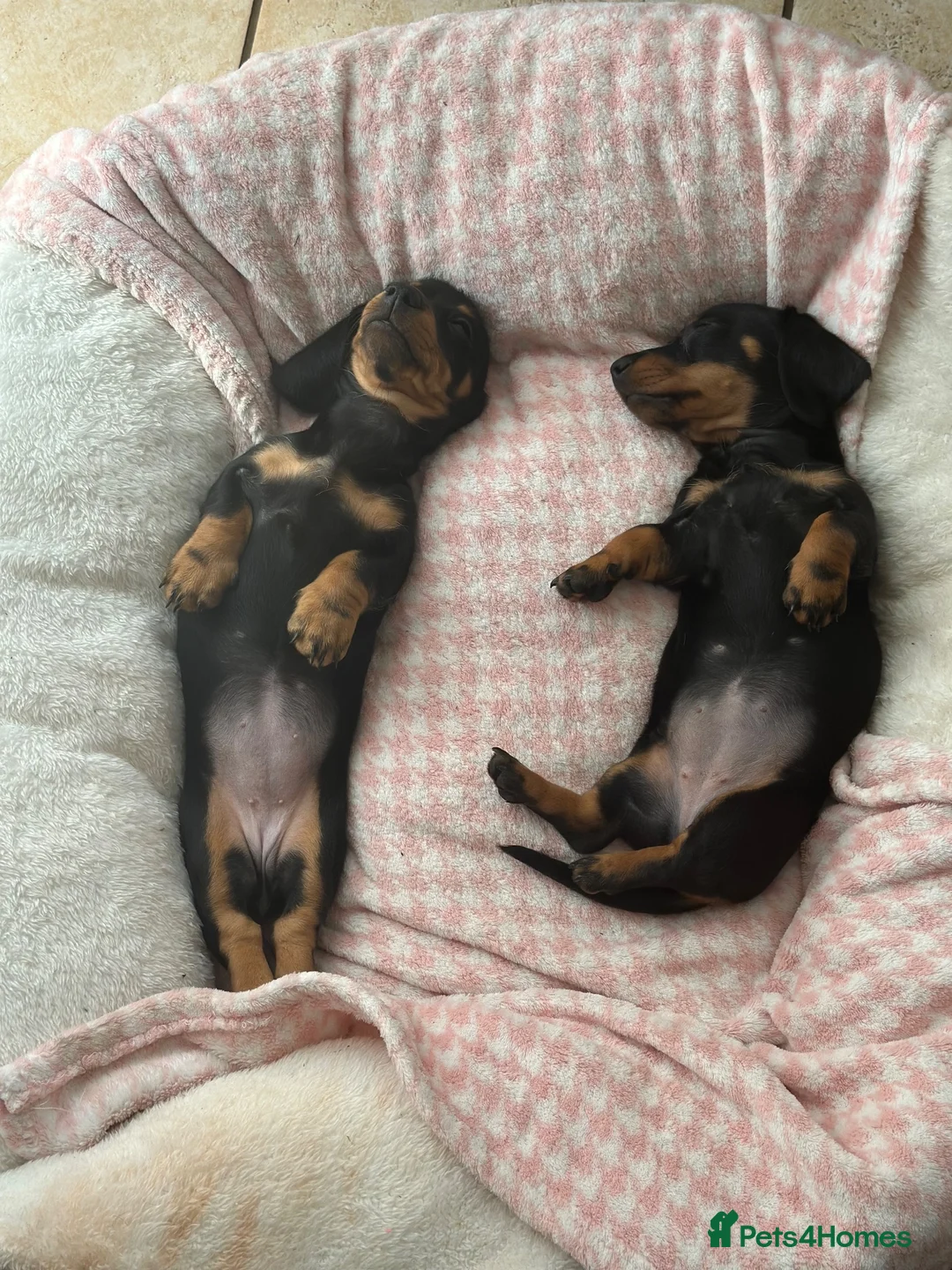 Miniature Dachshund dogs for sale: Miniature dachshund  - Advert 2