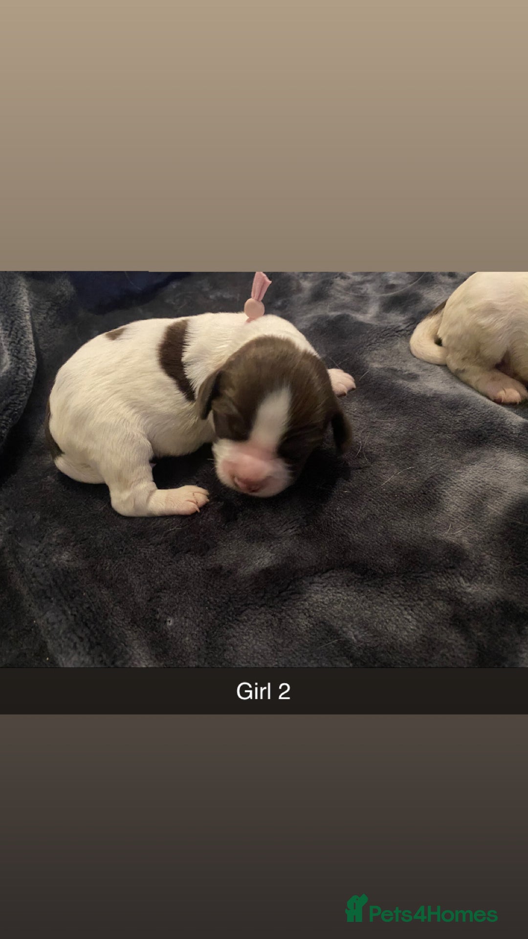 Cocker Spaniel dogs for sale: Working cocker spaniel puppies  - Advert 2