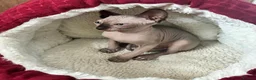 Sphynx cats for sale: Blue eyed beautiful baby kitten  - Advert 10