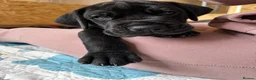 Great Dane dogs for sale: Champion blood exceptional quality black GreatDane - Advert 7