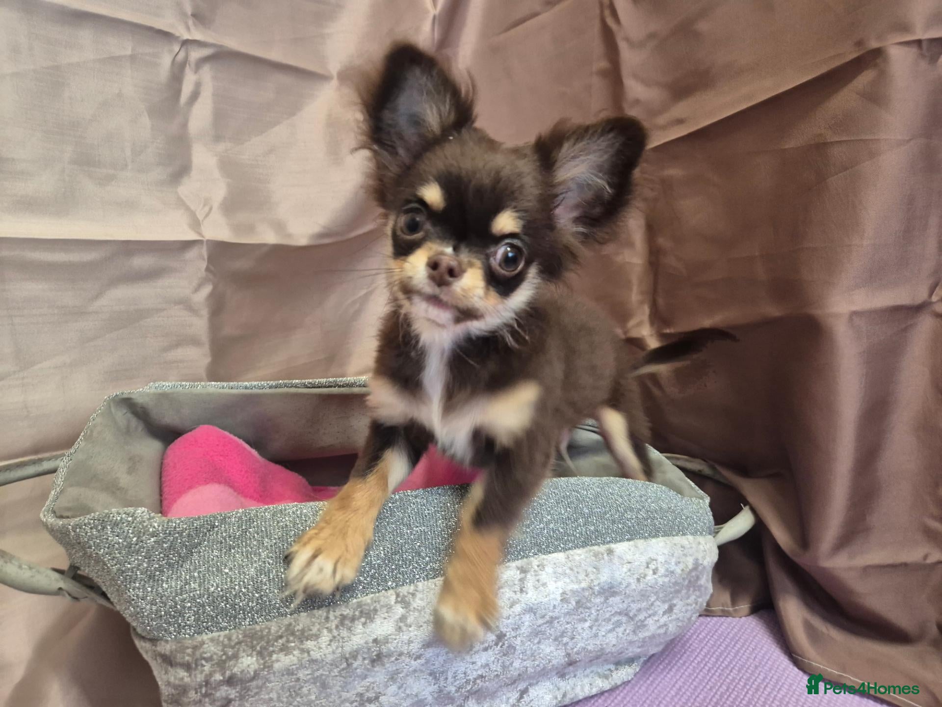 Chihuahua dogs Chocolate male - Advert 9