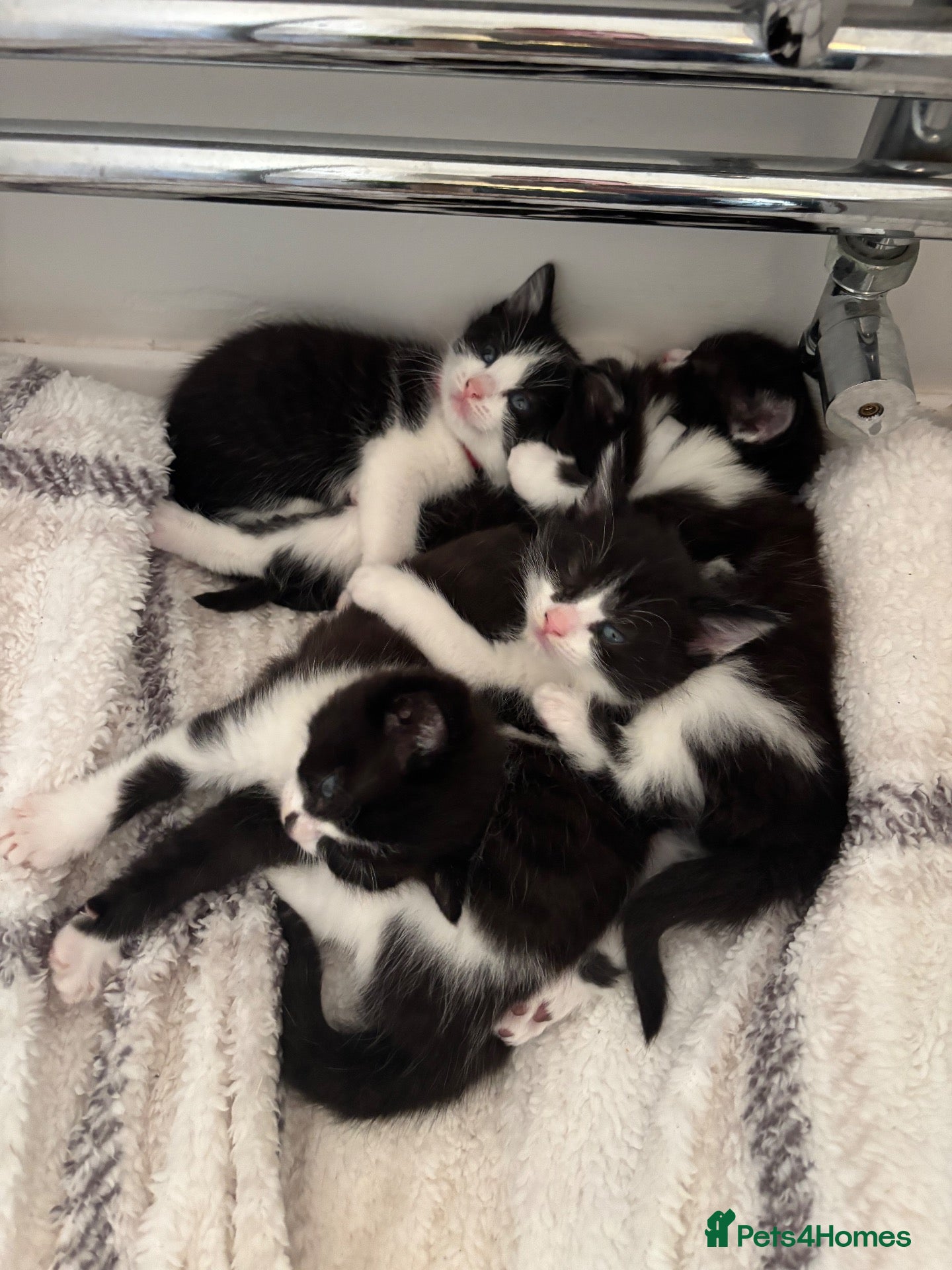 Mixed Breed cats 5 gorgeous black and white kittens - Advert 1