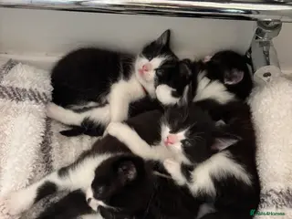 Mixed Breed cats 5 gorgeous black and white kittens - Advert 1