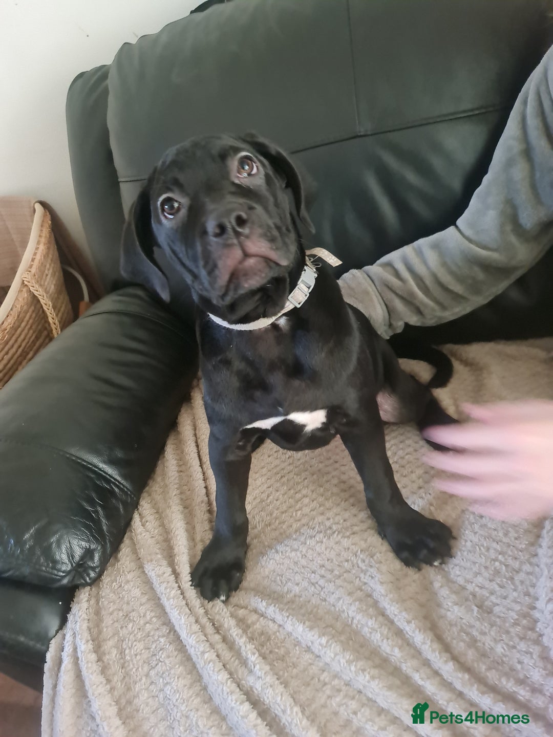 Cane Corso dogs for sale: 2 beautiful cane corso puppies - Advert 7