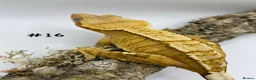 Gecko reptiles for sale: Adult + Juvenile Crested Geckos inc. Lilly Whites - Advert 33