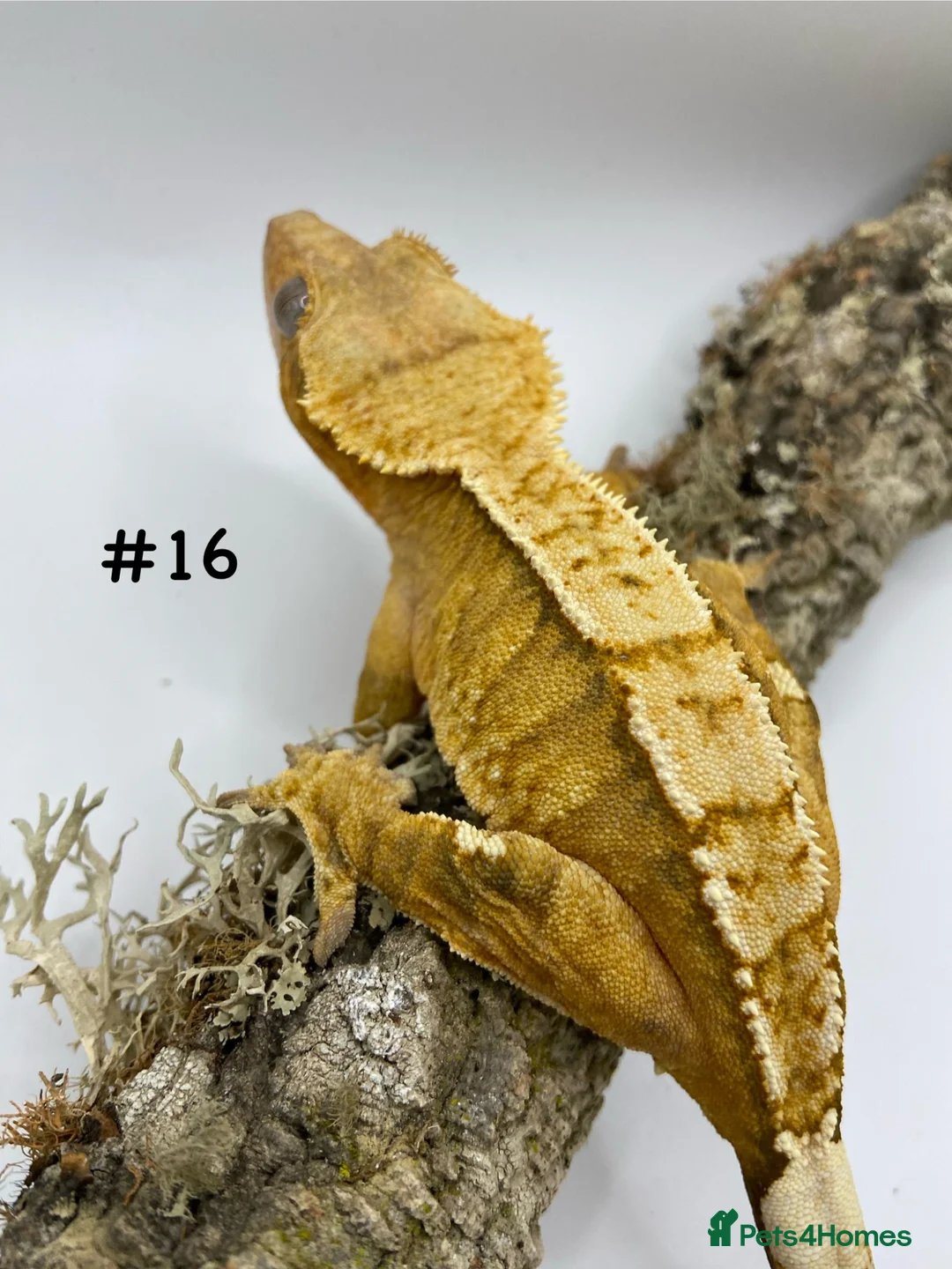 Gecko reptiles for sale: Adult + Juvenile Crested Geckos inc. Lilly Whites - Advert 33