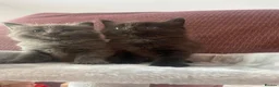 British Longhair cats for sale: Beautiful British longhair kittens - Advert 6