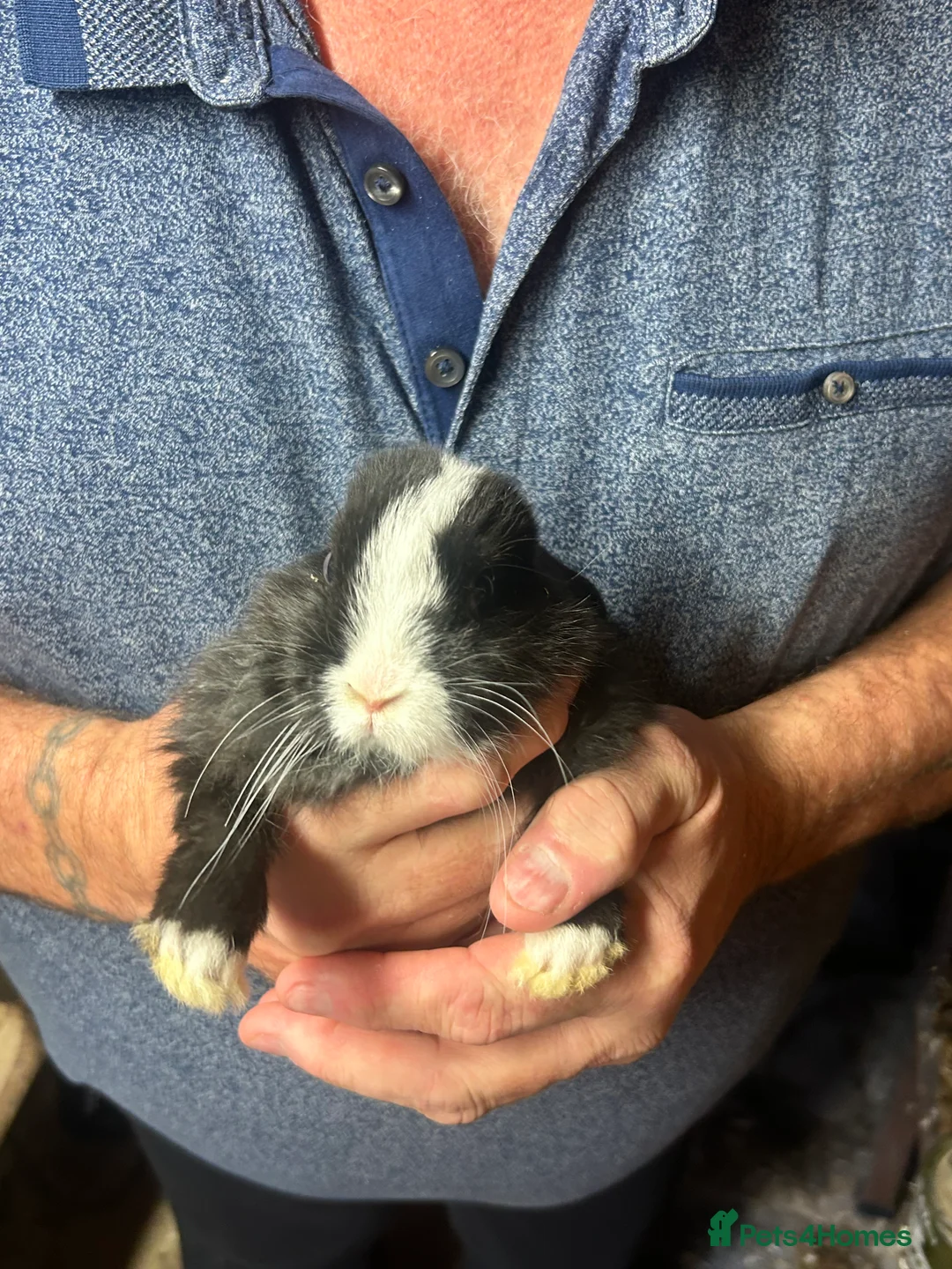 Mini Lion Lop rabbits for sale: 7 mini lop - Advert 4