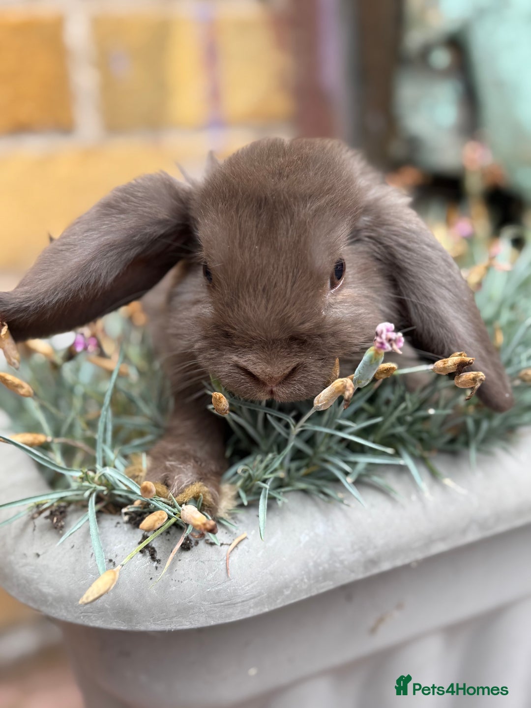 Mini Lop rabbits for sale: Outstanding mini lop doe - Image 3
