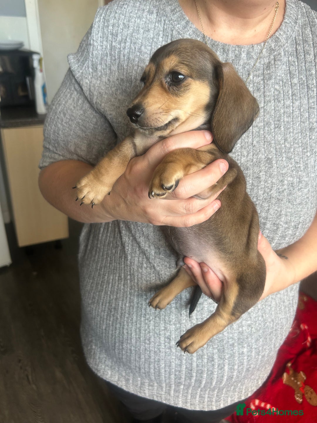 Miniature Dachshund dogs for sale: Miniature dachshund - Advert 17