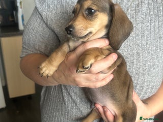 Miniature Dachshund dogs Miniature dachshund puppy’s ready to leave - Advert 11