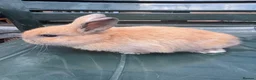 Mixed Breed rabbits for sale: Baby bunny’s  - Advert 3