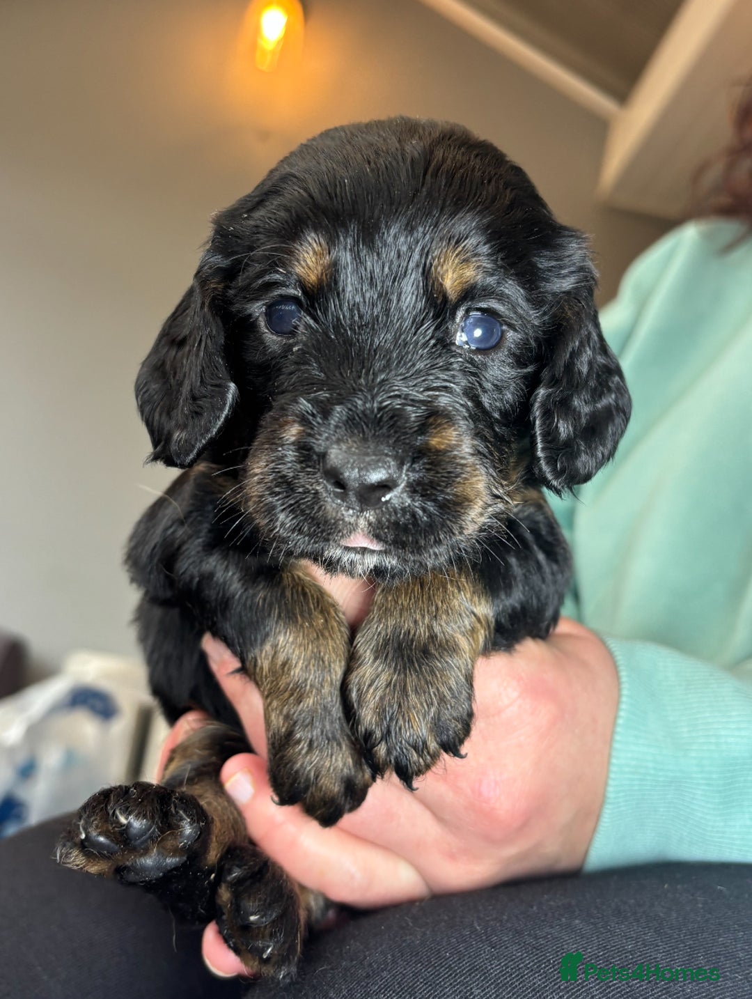 Cocker Spaniel dogs for sale: Working Cocker Spaniel  - Image 13