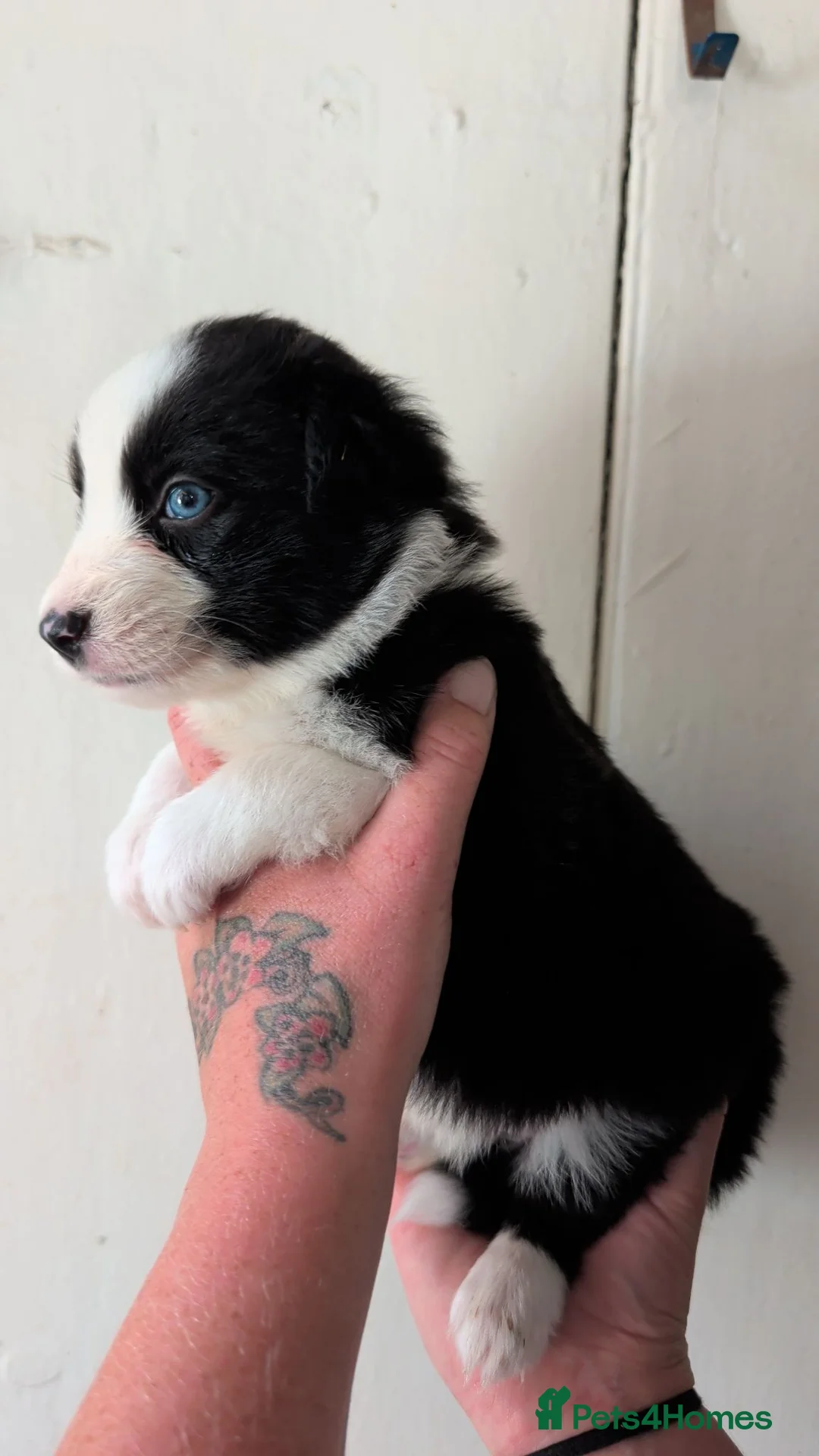Border Collie dogs for sale: Traditional border collie pups. One boy ready now - Advert 1