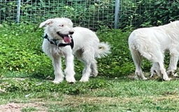 Mixed Breed dogs for adoption: BENJI - a handsome & gentle Boy  for a Loving Home - Image 26
