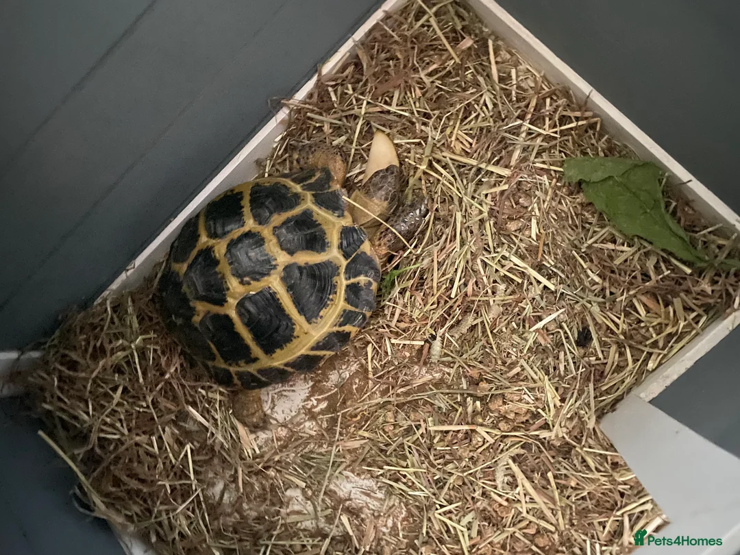Tortoise reptiles for sale: Horsefield Tortoise  - Advert 1