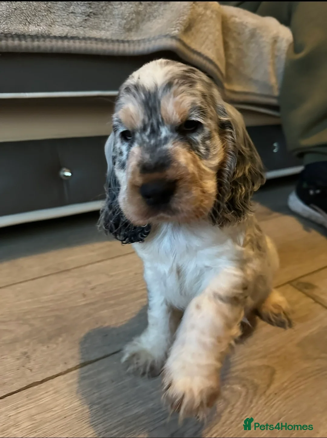 Cocker Spaniel dogs for stud: Blue Roan and Tan Show Cocker Spaniel  - Advert 2