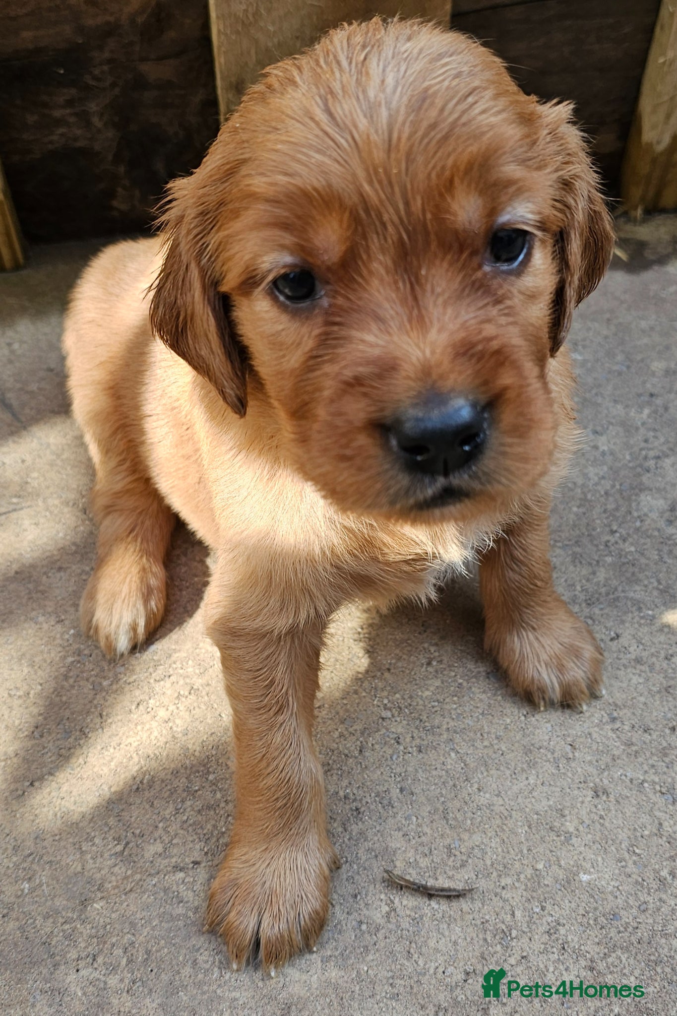 Mixed Breed dogs GOLDEN IRISH MALES - Advert 1