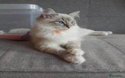 Ragdoll cats for sale: BEAUTIFUL QUEEN BLUE LYNX MITTED RAGDOLL FOR SALE - Image 2
