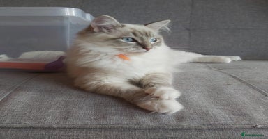 Ragdoll cats - Advert 6