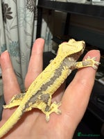 Gecko reptiles 🔥🔥 Female Lilywhite 🔥🔥🔥 - Advert 4