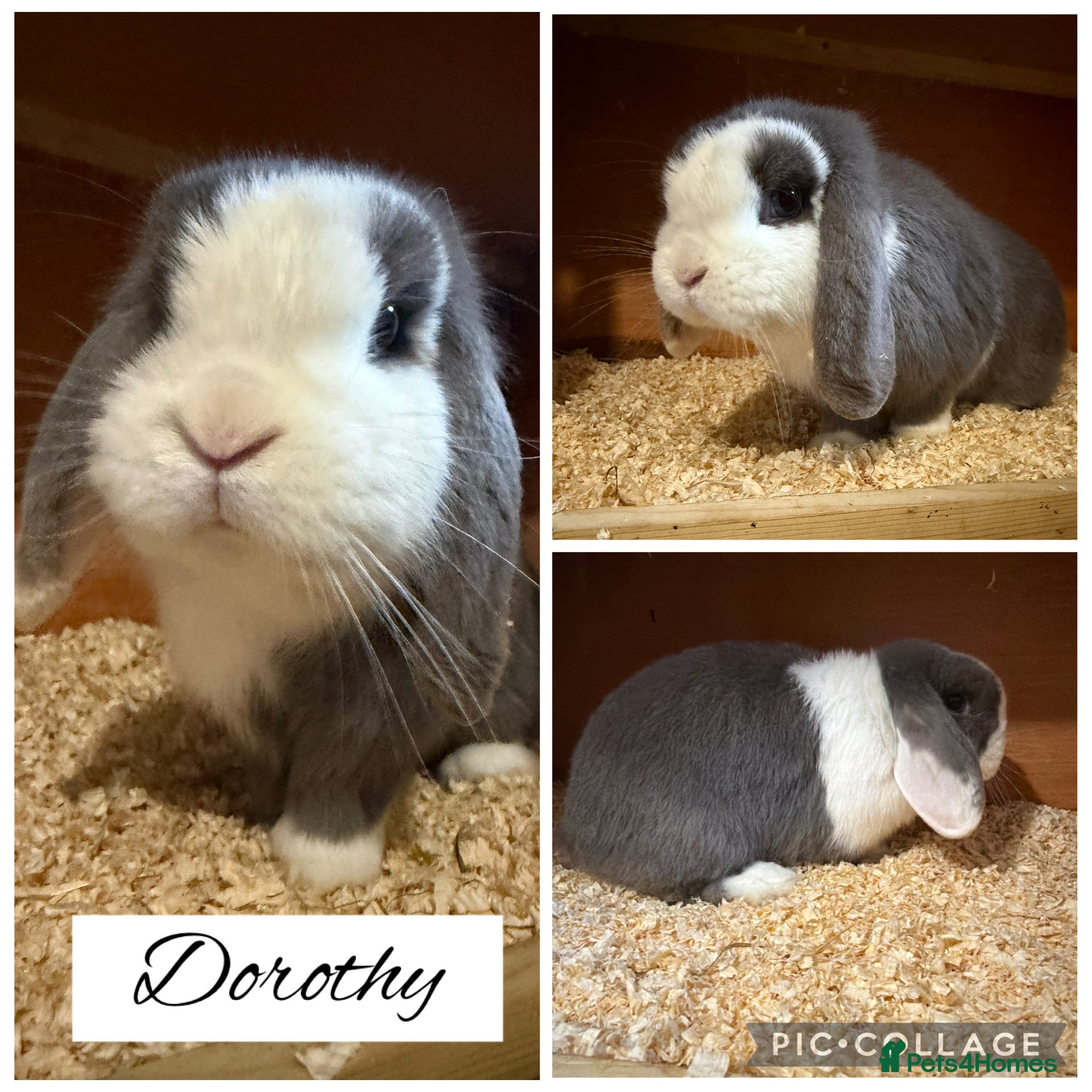 Mini Lop rabbits Pure bred mini lops  - Advert 3