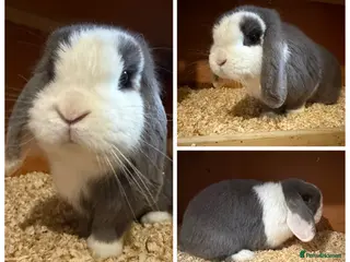 Mini Lop rabbits Pure bred mini lops - Advert 3