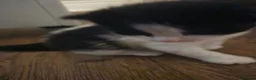 British Longhair cats for sale: 6 Longhaired Kittens White/Black/Tuxedo Mixed etc. - Advert 25