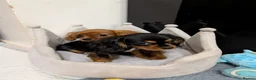 Cavalier King Charles Spaniel dogs for sale: Adorable Cavalier Puppies Ready to Leave - Advert 9