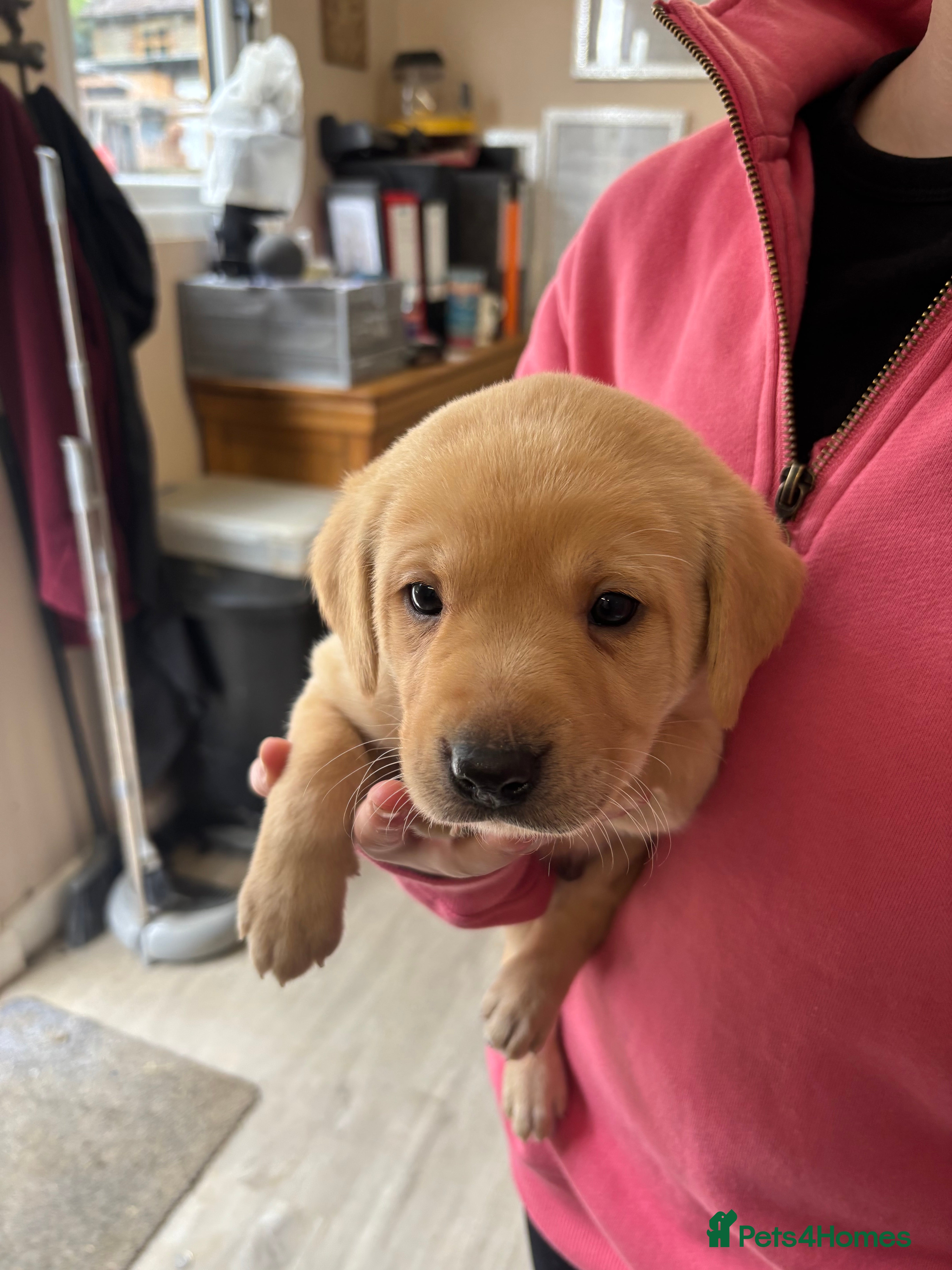 Labrador Retriever dogs KC Labrador Puppies  - Advert 18