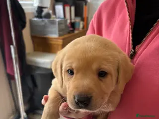 Labrador Retriever dogs KC Labrador Puppies - Advert 18