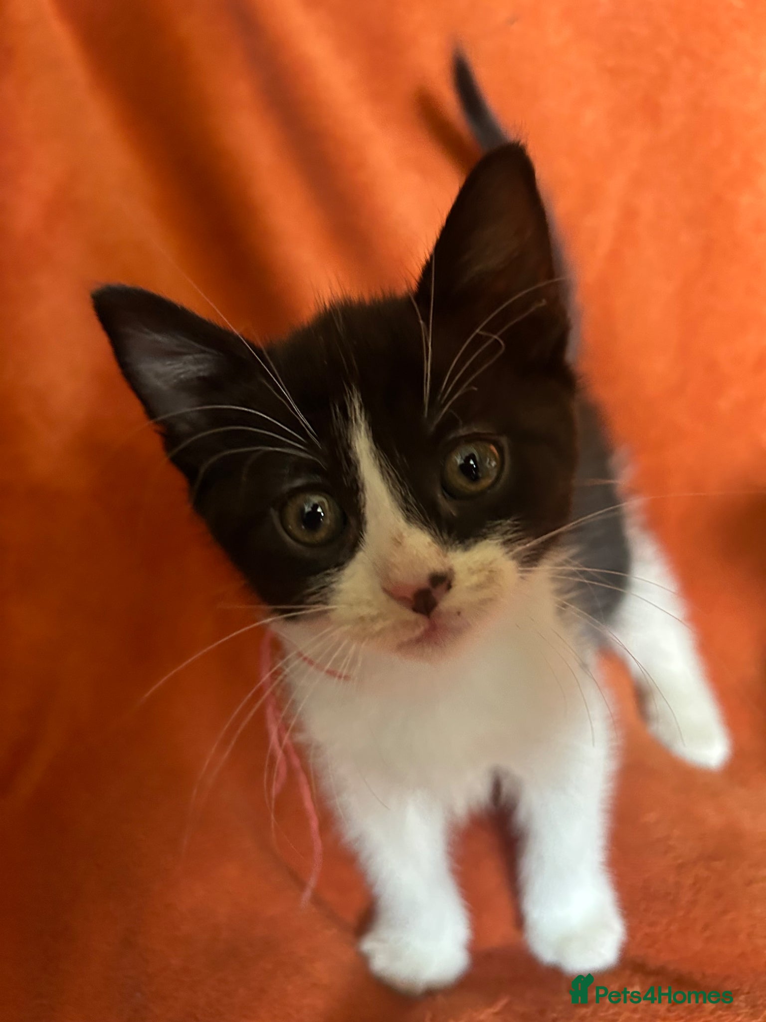 Mixed Breed cats for sale: Mixed Breed Kittens  - Advert 4
